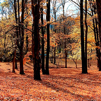Kentucky's General Butler State Park Fall 2010-0312