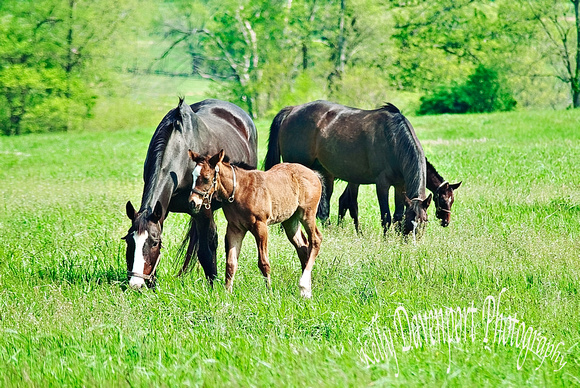 Horses in the Bluegrass-0537