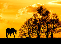 Silhouette of Horse in the Bluegrass
