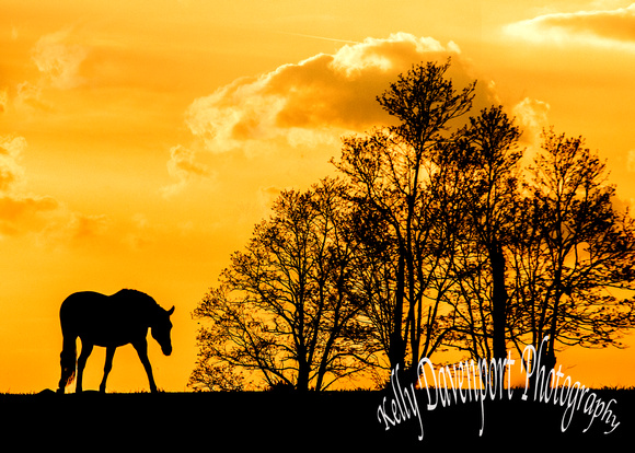 Silhouette of Horse in the Bluegrass