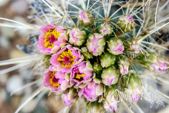 Desert Blooms_DSC_1188