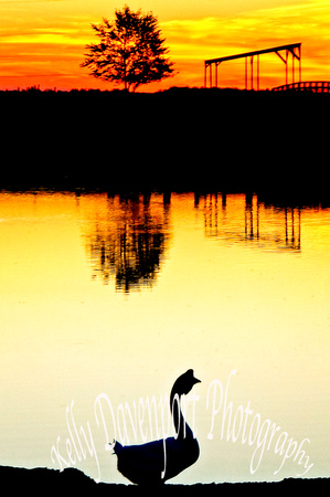 A Silhouette of a Goose at Sunset by Kelly Davenport-A Silhouette of a Goose at Sunset by Kelly Davenport--01196