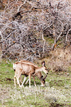Deer Grazing on a Mountaintop_Kelly Davenport_DSC_1305
