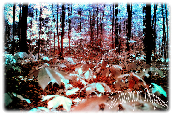 Fall in Infrared - Jefferson Memorial Forest -2