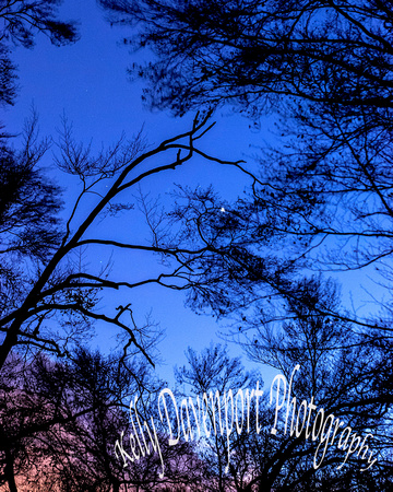 Tree Branches and Venus at Dusk