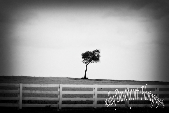 Tree in Field Danville Kentucky-2