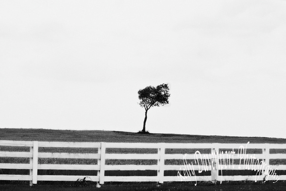 Tree in Field Danville Kentucky