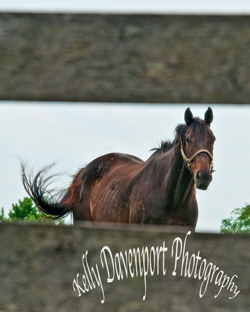 Kentucky Horse 8x10 Harrodsburg-0021