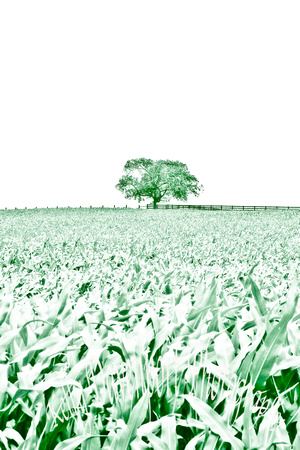 Hi-Key Monochrome Green Corn Field Harrodsburg-2