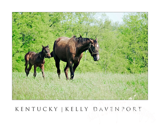Kentucky Mother & Foal