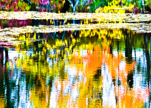 Color Splash Bernheim Forest 2019 by Kelly Davenport-7017