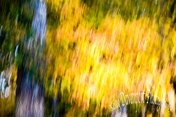 Fall Abstract Owen County Kentucky by Kelly Davenport-6573