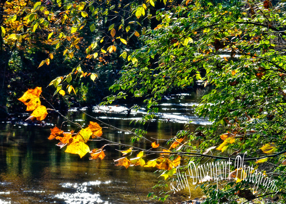 Fall Leaves Chenoweth Run Jefferson County KY by Kelly Davenport-8404