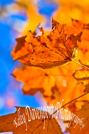 My Old KY Home Fall Foilage by Kelly Davenport-7891