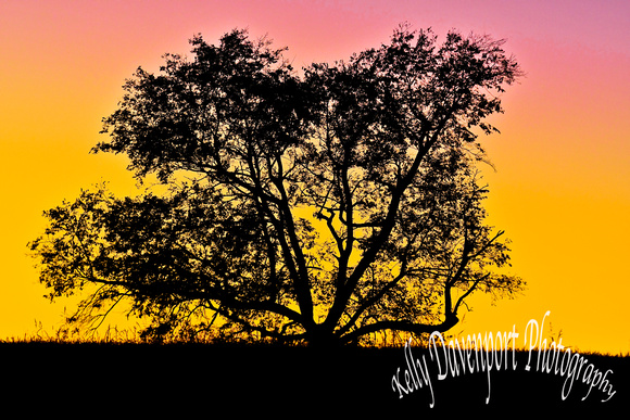 Tree at Sunset Heaven Hill 2019 by Kelly Davenport-7930