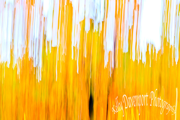 Abstract Fall Orchards Borden Indiana by Kelly Davenport-6257