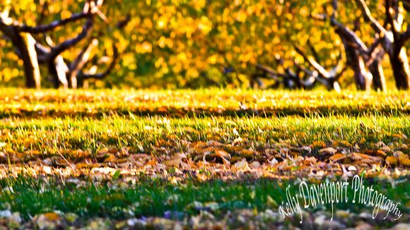 Fall Orchards Borden Indiana by Kelly Davenport-6240