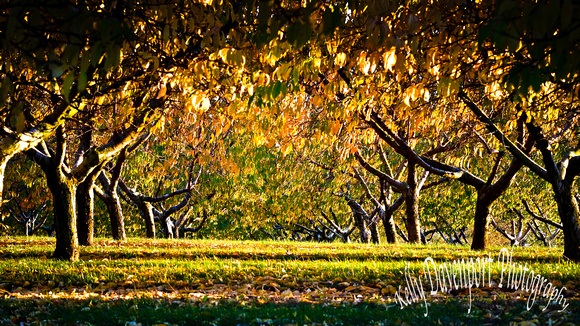 Fall Orchards Borden Indiana by Kelly Davenport