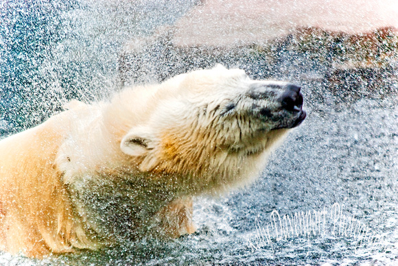 The Polar Bear Shake by Kelly Davenport-0187