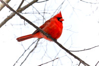 Cardinal Bird Nature Center-1