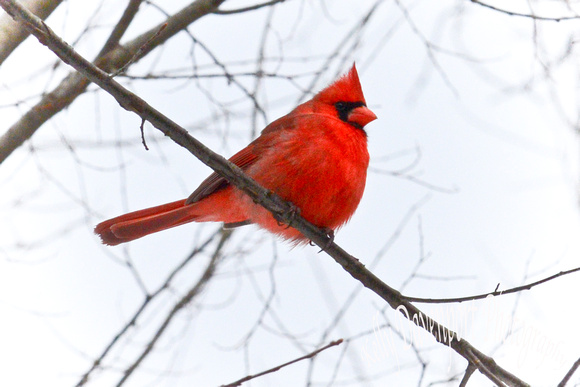 Cardinal Bird Nature Center-1