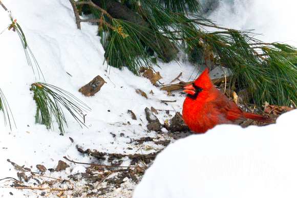 Cardinal Bird Nature Center-1-2