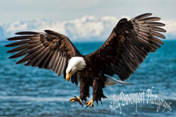 Majestic Eagle Over Alaska's Cook Inlet -2