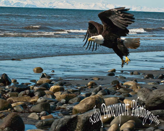 Eagle In Flight Over Anchor Point Beach-0248