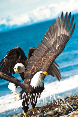 A Pair of Eagles in Anchor Point-0557