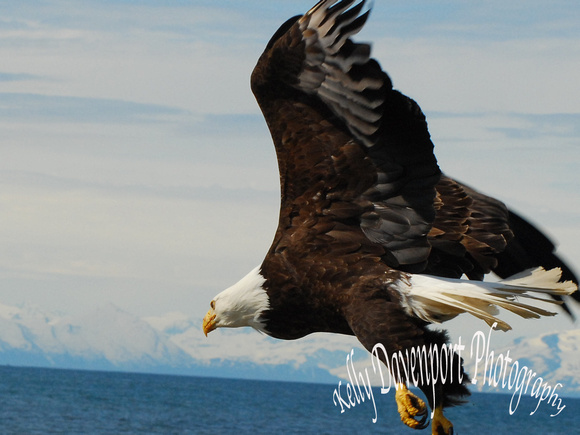 Anchor Point Eagle-0220
