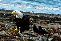 Birds on Acnhor Point Beach-0064