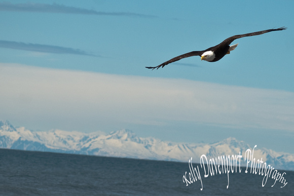Eagle Glides Over Cook Inlet-0627