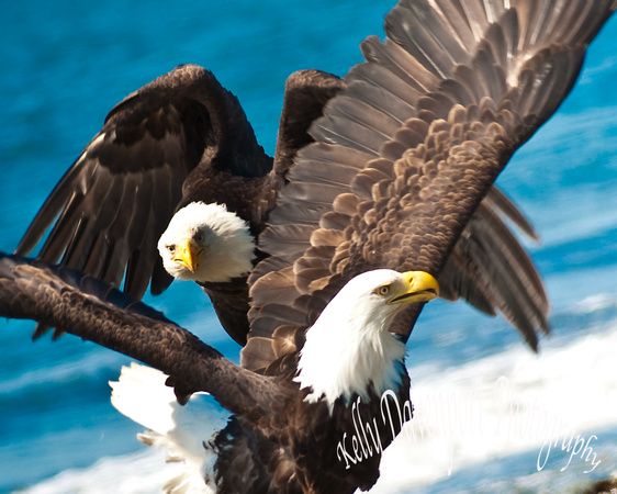 A Pair of Eagles-0557
