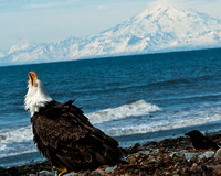Eagle at Anchor Point-0089