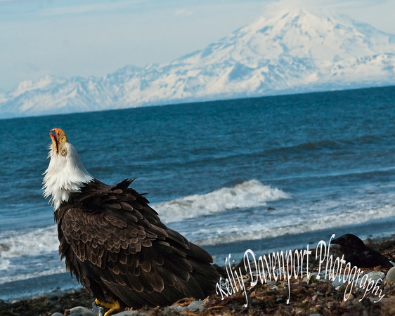 Eagle at Anchor Point-0089