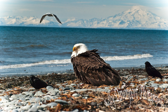 Birds of Anchor Point Alaska-0161