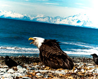 Birds of Anchor Point Alaska-0165