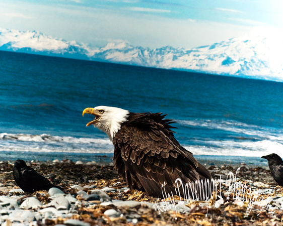 Birds of Anchor Point Alaska-0165