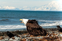 Birds of Anchor Point Alaska-0164