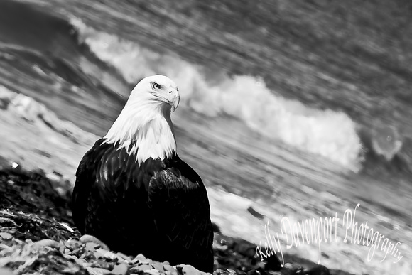 Eagle along the Kenai