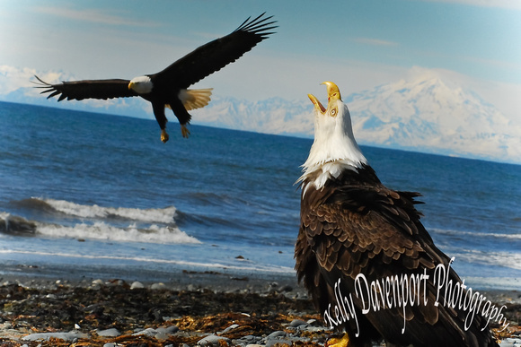 Anchor Point Eagels Poster-0320