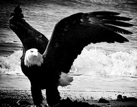 Eagle of Anchor Point_