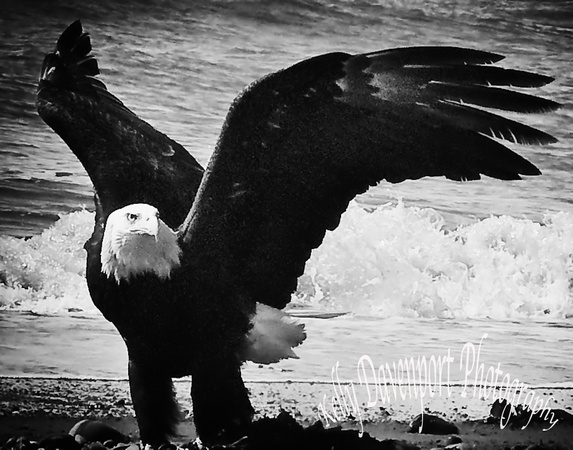 Eagle of Anchor Point_