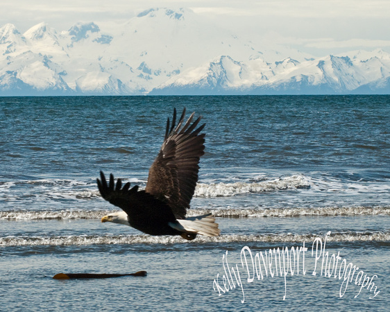 Eagle In Flight Over Cook Inlet-0251