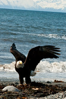 Eagle of Anchor Point Alaska-0189