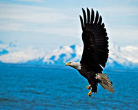 Eagle Soaring Over Alaska's Cook Inlet -0203