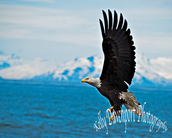 Eagle Soaring Over Alaska's Cook Inlet -0203