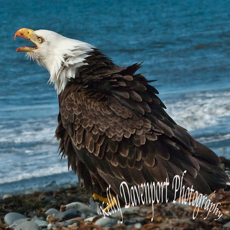 Eagle at Anchor Point-0090