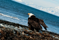 Eagle at Anchor Point-0097