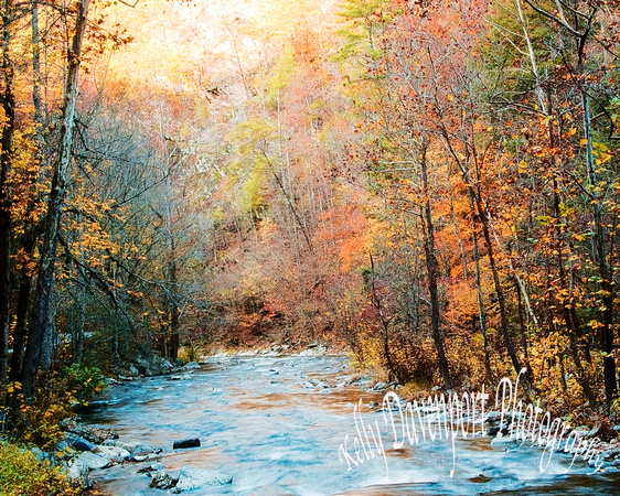 Fall in the Great Smoky Mountains-0440
